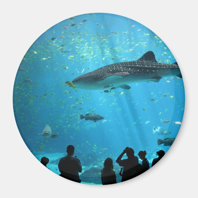 Male Whale Shark Magnet (Framsidan)
