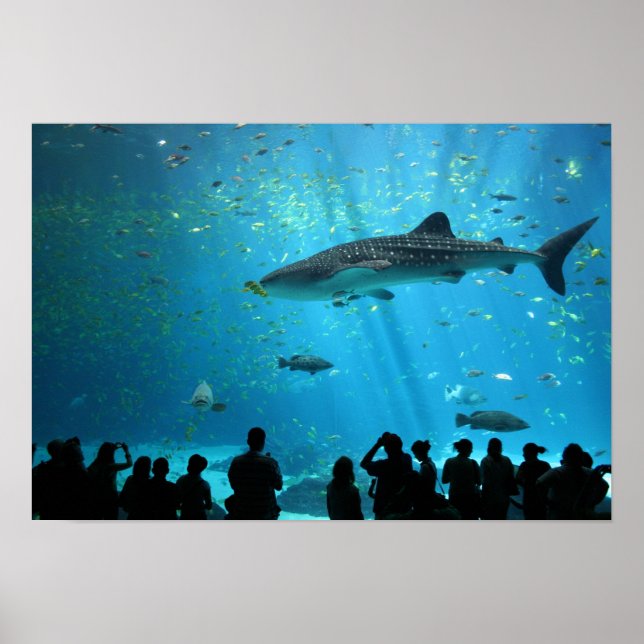 Male Whale Shark Poster (Framsidan)