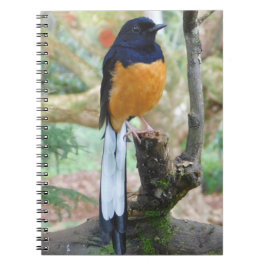 Male White-Rumped Shama Bird Anteckningsbok