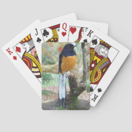 Male White-Rumped Shama Bird Casinokort