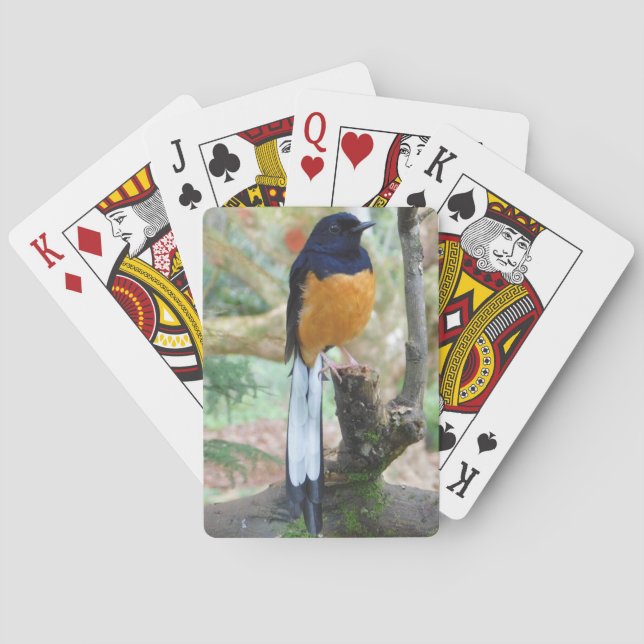 Male White-Rumped Shama Bird Casinokort (Baksidan)