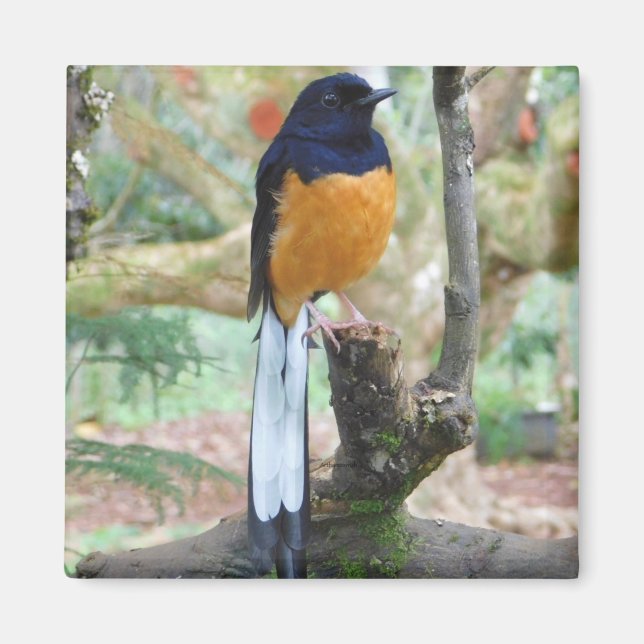 Male White-Rumped Shama Bird Magnet (Framsidan)