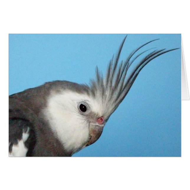 Male Whiteface Cockatiel Hälsningskort (Framsidan Horizontal)