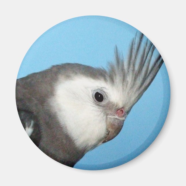 Male Whiteface Cockatiel Magnet (Framsidan)