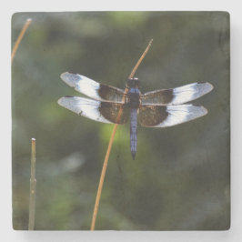 Male Widow Skimmer Dragonfly Stenunderlägg