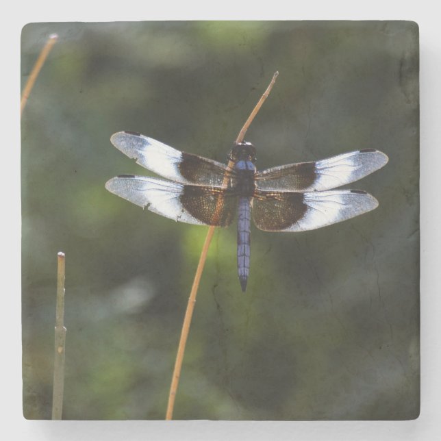 Male Widow Skimmer Dragonfly Stenunderlägg (Framsidan)
