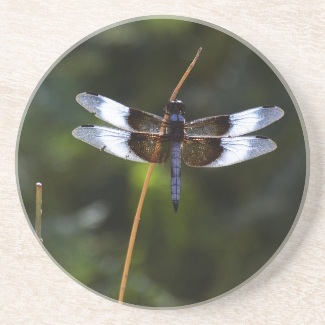Male Widow Skimmer Dragonfly Underlägg (Framsidan)