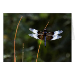 Male Widow Skimmer Dronfly på en pipa Hälsningskort
