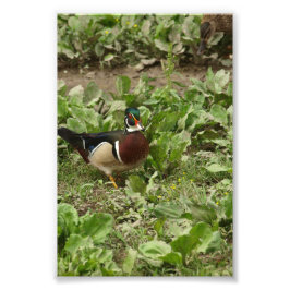 Male Wood Anka Fototryck
