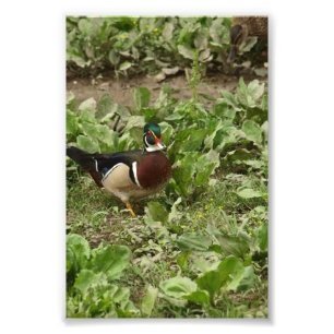 Male Wood Anka Fototryck