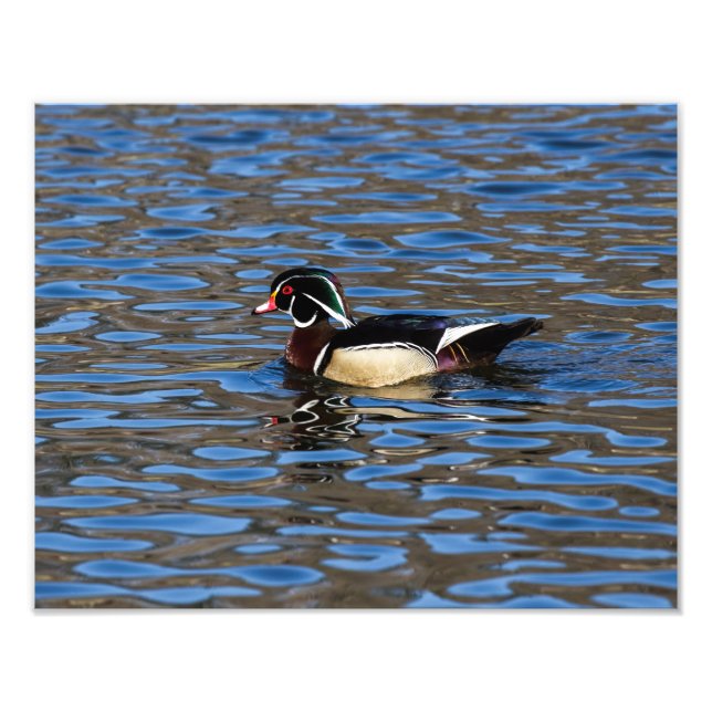 Male Wood Anka Fototryck (Framsidan)