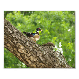 Male Wood Anka på Gren utanför Nest Fototryck