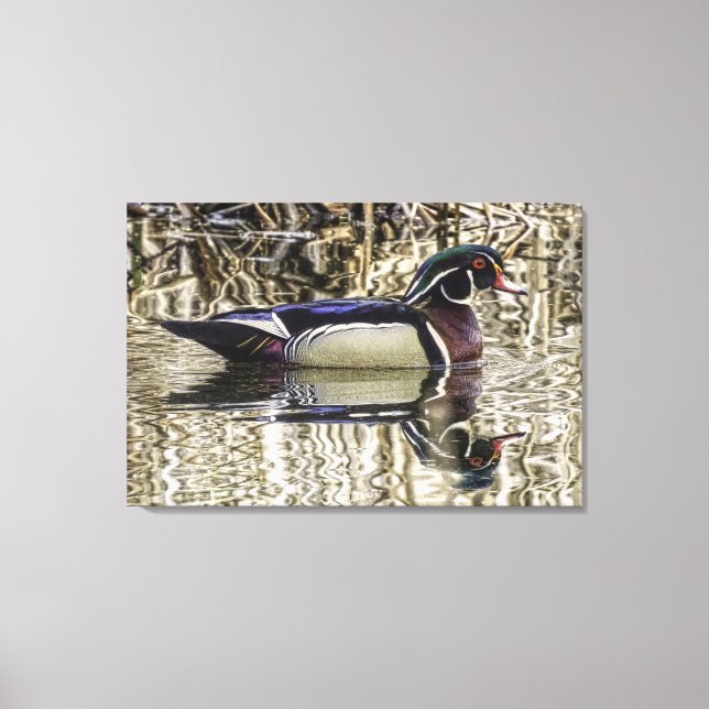 Male wood duck swimming in pond canvas print (Framsida)