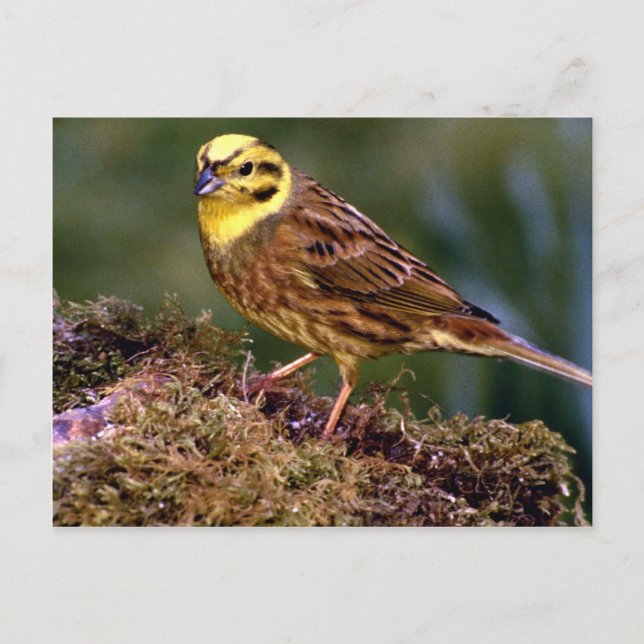 Male yellowhammer vykort (Framsida)