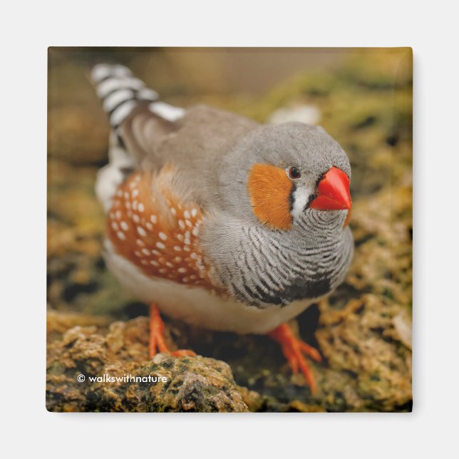 Male Zebra Finch på Sten Magnet (Framsidan)