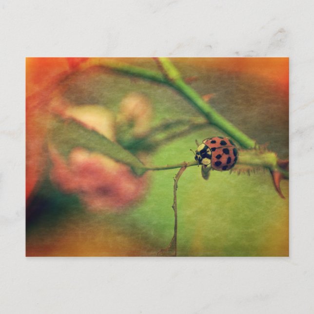 Malerischer Marienkäfer Vykort (Framsida)