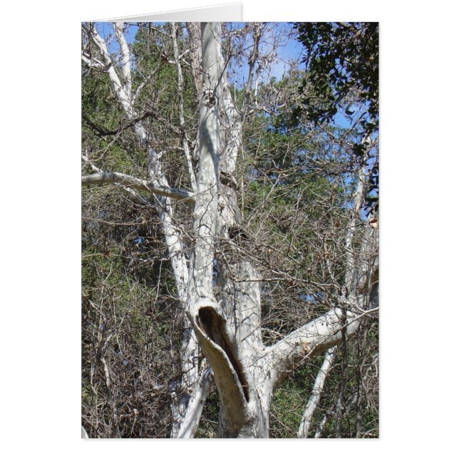 Malibu bäckträd hälsningskort (Framsidan)