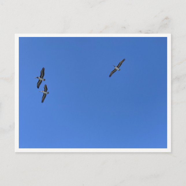 Malibu Birds in Flight – Wildlife Photography Vykort (Framsida)