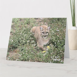 Malice är ett vackert kort