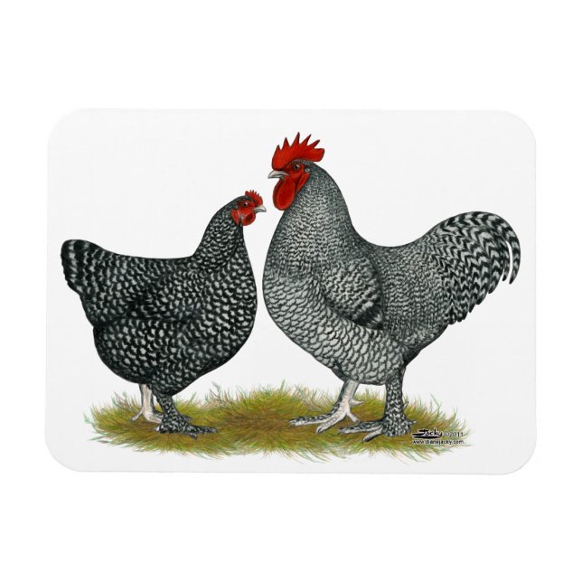 Maline Chickens Magnet (Horisontell)