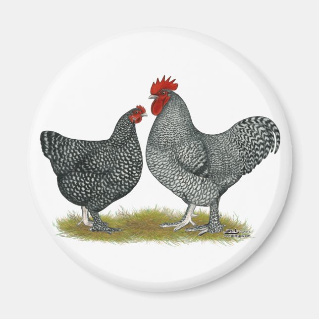 Maline Chickens Magnet (Framsidan)