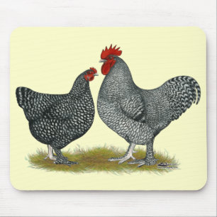 Maline Chickens Musmatta