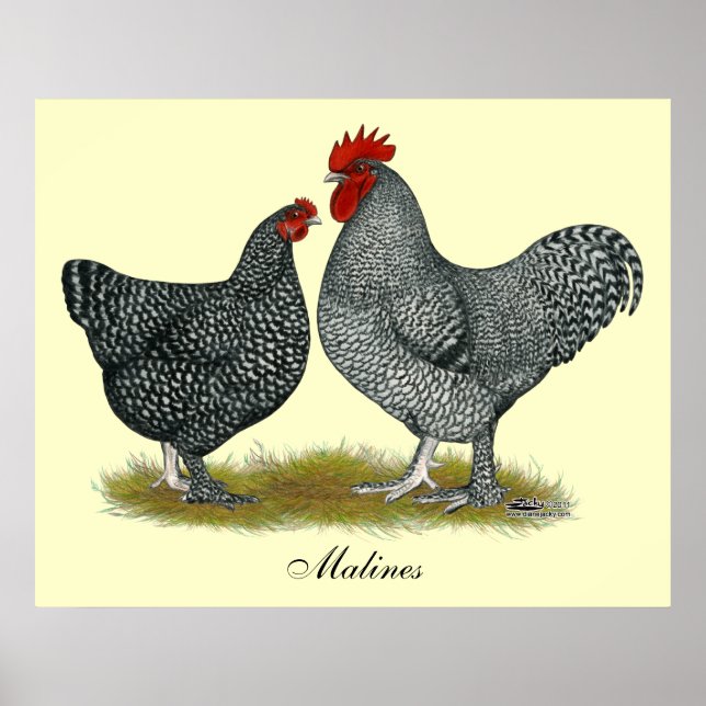 Maline Chickens Poster (Framsidan)