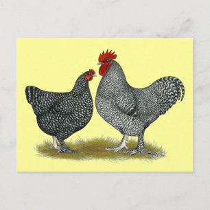 Maline Chickens Vykort
