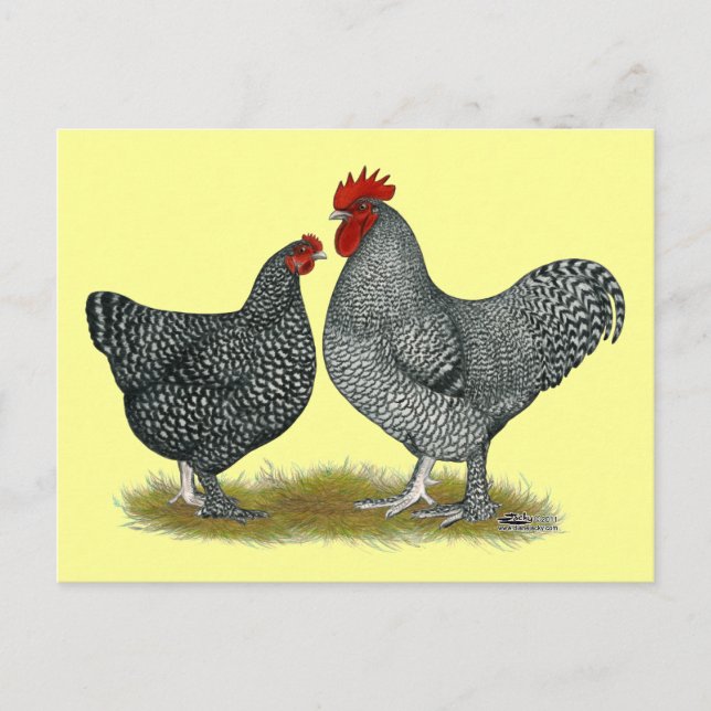 Maline Chickens Vykort (Framsida)