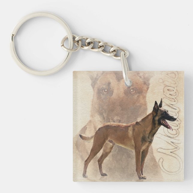Malinois - belgisk herde - Mechelaar (Framsidan)