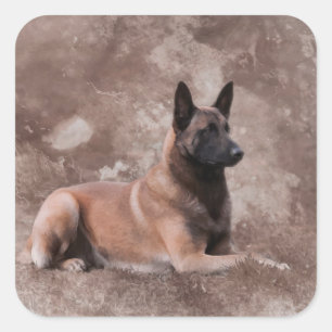 Malinois belgisk herde - Mechelaar Fyrkantigt Klistermärke