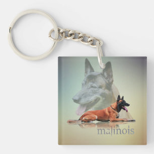 Malinois - belgisk herde - Mechelaar - Maligator