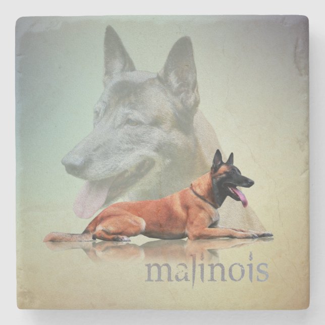 Malinois - belgisk herde - Mechelaar - Maligator Underlägg Sten (Framsidan)