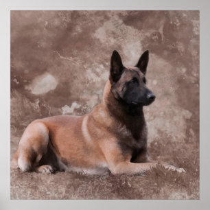 Malinois belgisk shepherd - Mechelaar Poster