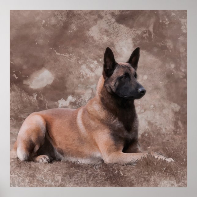 Malinois belgisk shepherd - Mechelaar Poster (Framsidan)