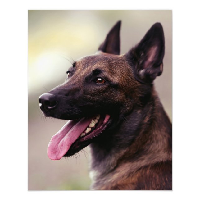Malinois german shepherd hund porträtt pet hund ji fototryck (Framsidan)