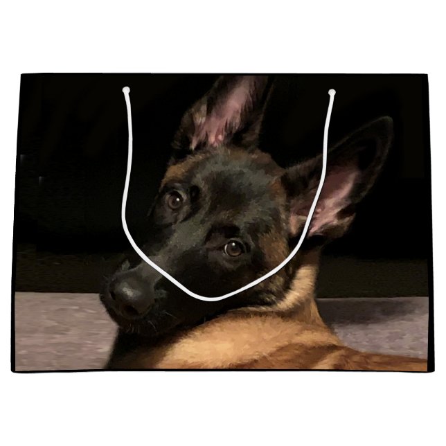 Malinois Hund (Framsidan)