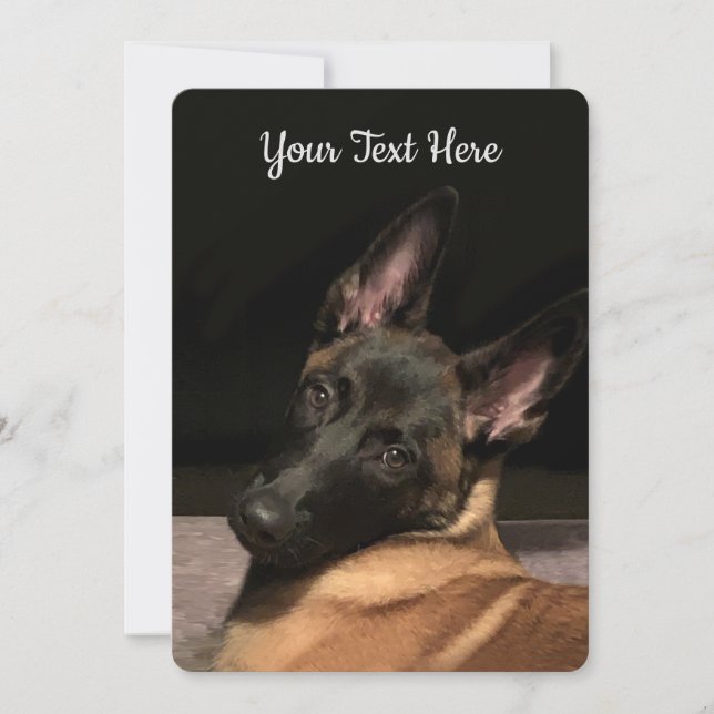 Malinois Hund (Framsida)