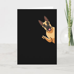 Malinois Hund belgisk Shepherd Hund Kort