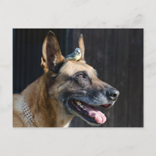 Malinois (Hund) mit Blaumeise Vykort