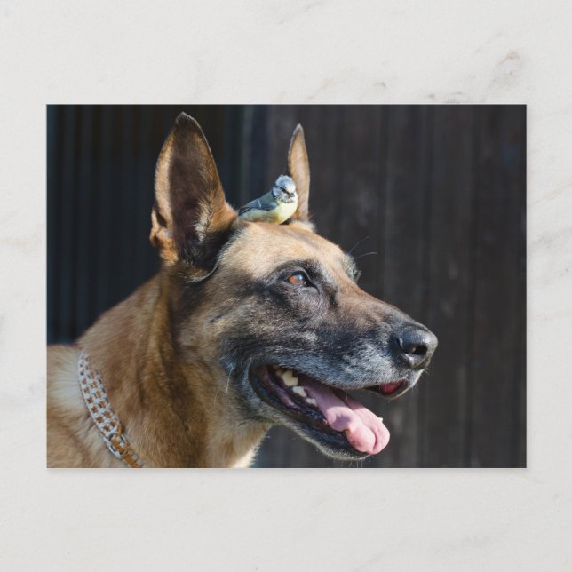 Malinois (Hund) mit Blaumeise Vykort (Framsida)