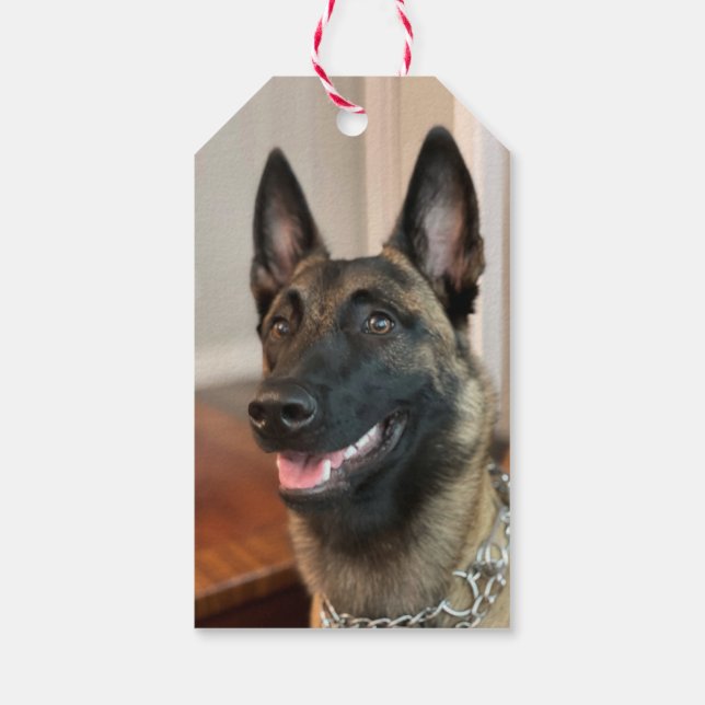 Malinois Hund Presentetikett (Baksidan)