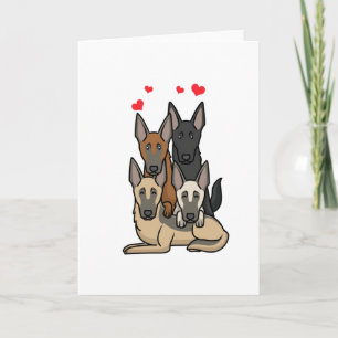 Malinois Hundar Kort