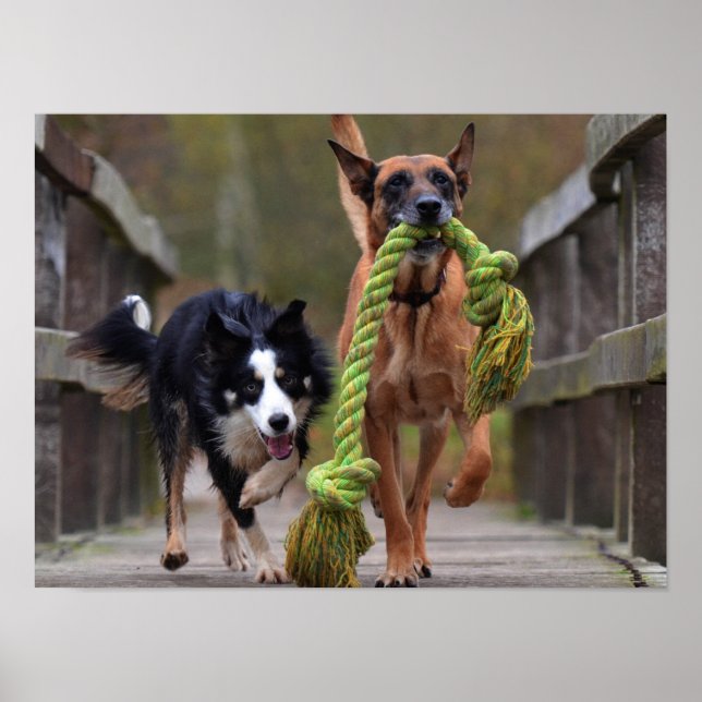 Malinois och Border Collie springer på bro Poster (Framsidan)