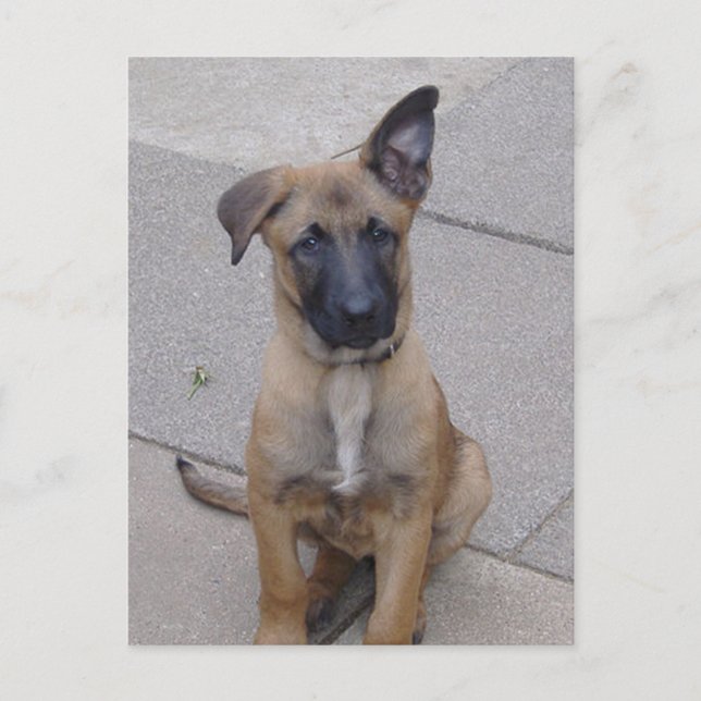Malinois puppy sitta.png vykort (Framsida)