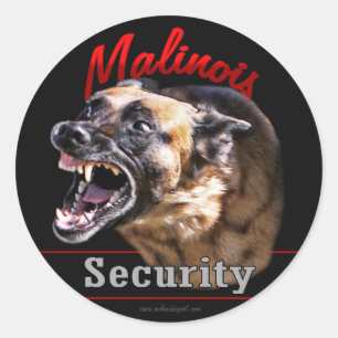 Malinois säkerhet runt klistermärke