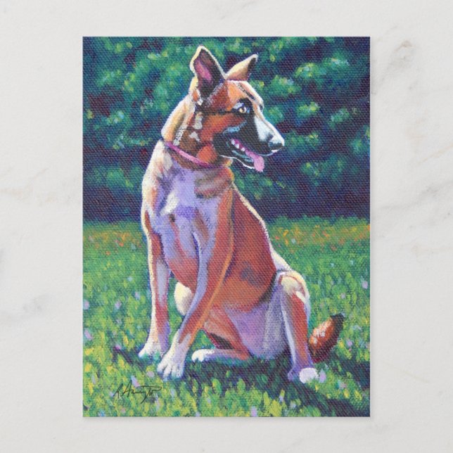 Malinois Shepherd i Grassy Fält Vykort (Framsida)