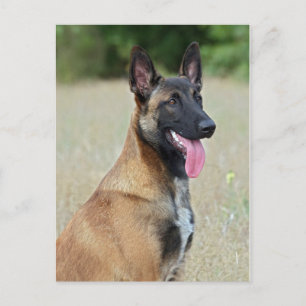 malinois vykort