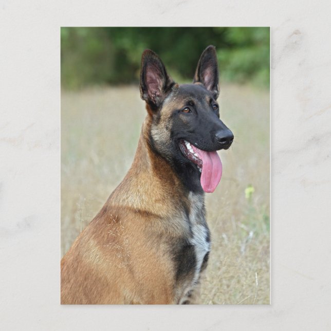 malinois vykort (Framsida)