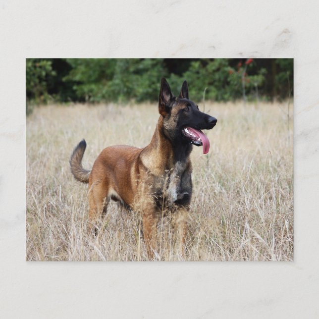 malinois vykort (Framsida)